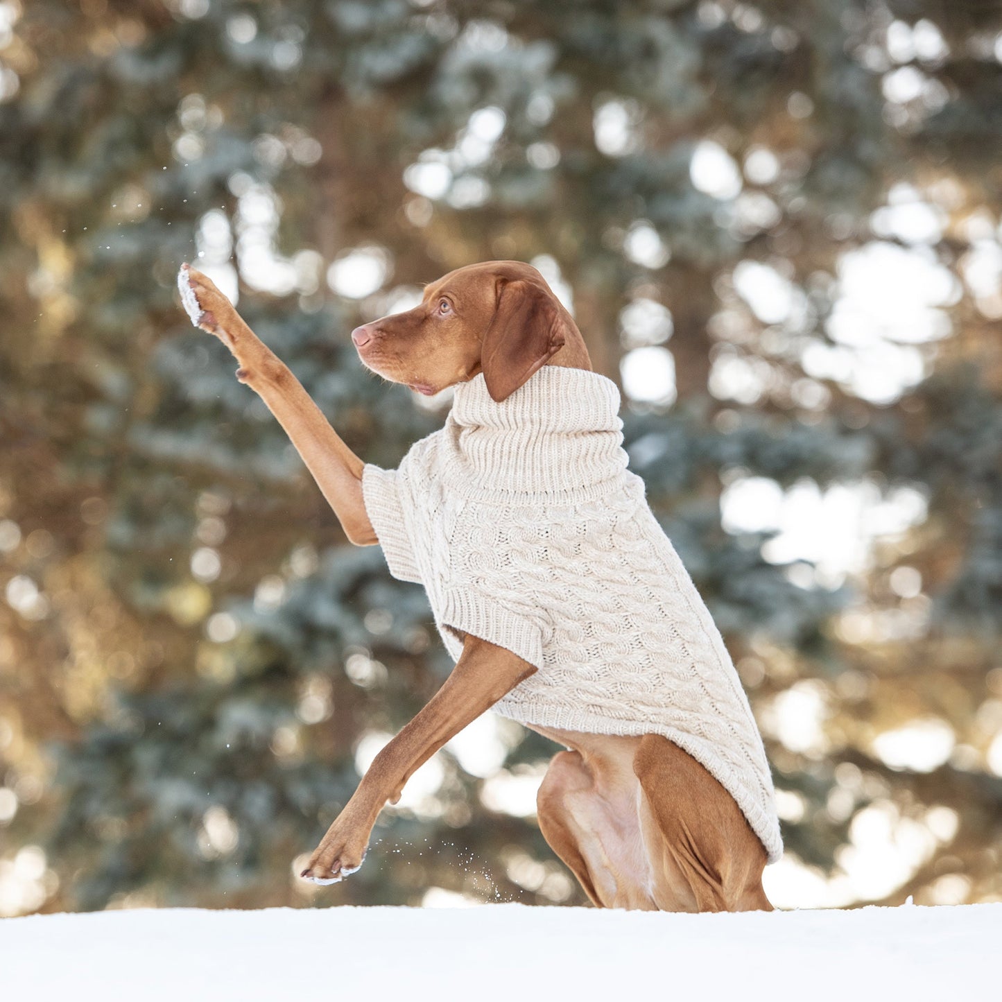 Chalet Dog Sweater